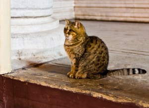 Katt. I Hagia Sofia.
